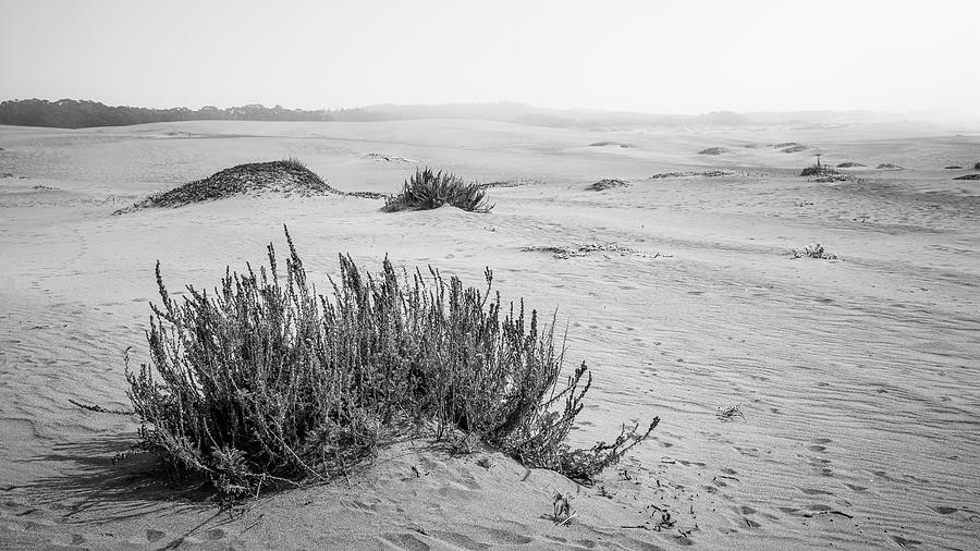 Endless Coastal Dunes Photograph by Mike Fusaro