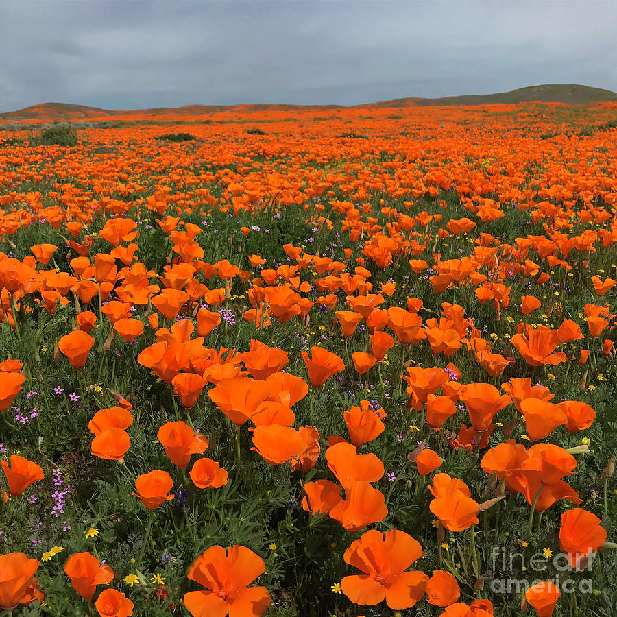 Endless Field of Poppies Photograph by Nina Prommer
