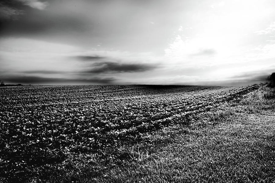 Endless Field Photograph by Tim Kuret