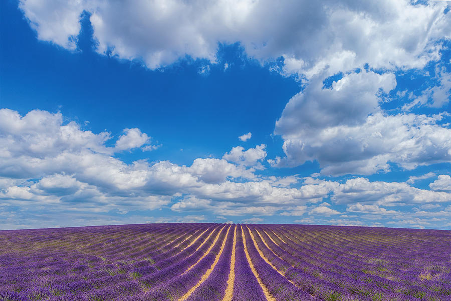Endless lavender fields Photograph by Peter Zelei Images