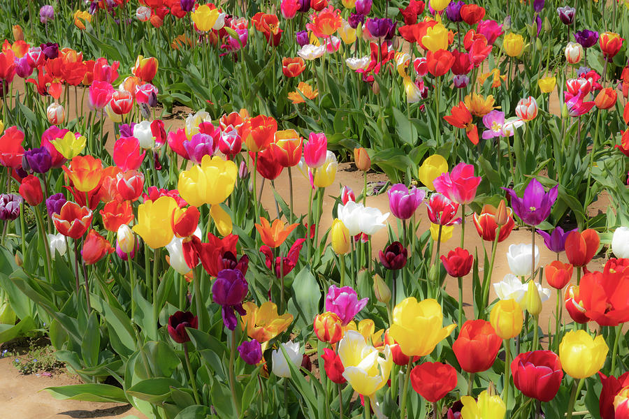 Endless Rainbow Tulips Photograph by Susan Candelario