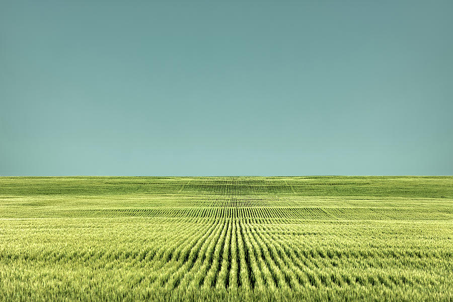 Endless Rows of Wheat Photograph by Todd Klassy