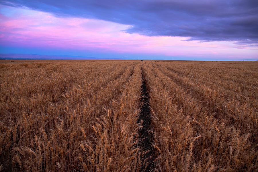 Endless Wheat Fields Panorama Photograph by Lynn Hopwood