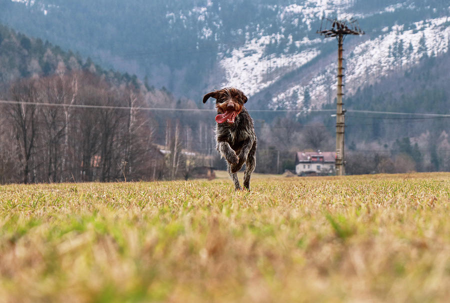 Energetic hitchhiker runs came to me on my command. Bohemian wire in jump. Training of agility. Active griffon runs like a race straight to me for some treats. Wonderful dog Photograph by Vaclav Sonnek