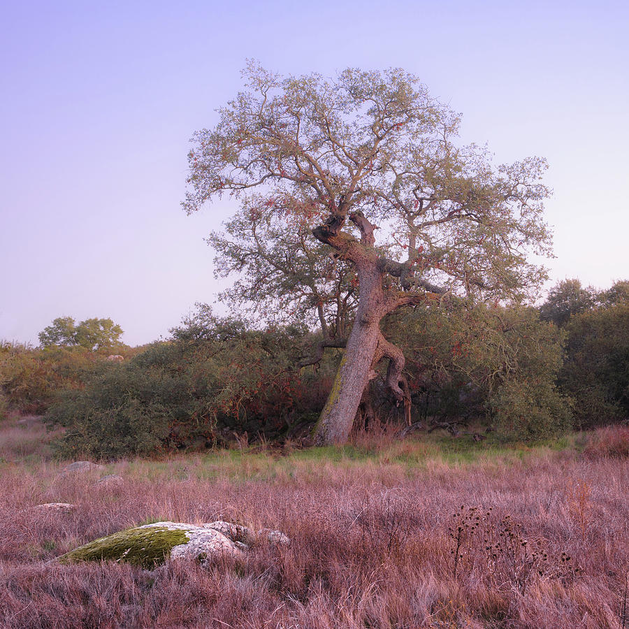 Engelmann Oak at dusk Photograph by Alexander Kunz