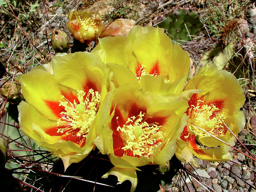 Engelmann Prickly Pear, Big Bend National Park, Texas. Photograph by Ruth Hager
