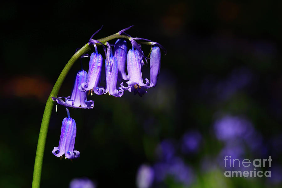 English Bluebell In Flower Photograph By James Brunker