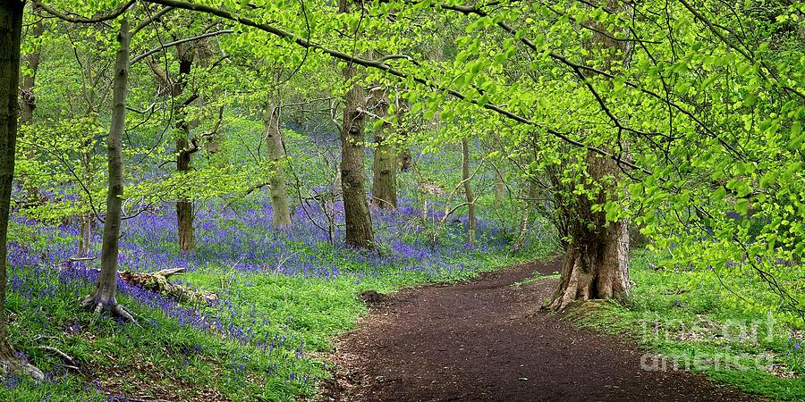 English Bluebell Panorama Photograph by Martyn Arnold
