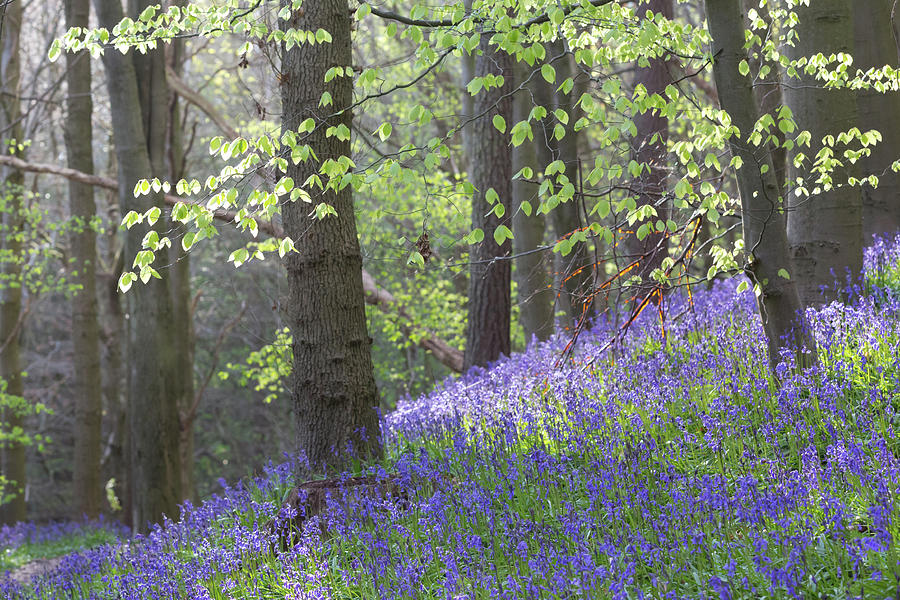 English Bluebell Wood Photograph by Anita Nicholson