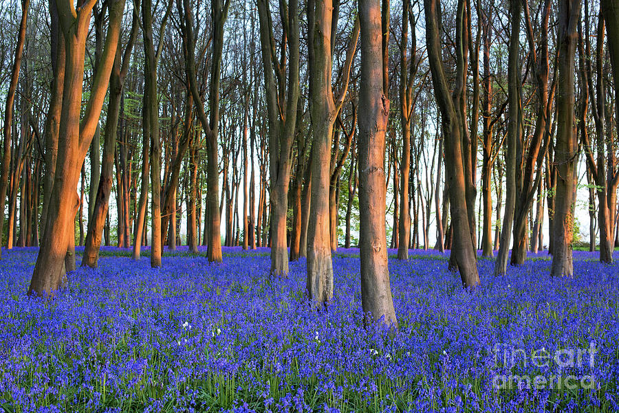 English Bluebells in an Beech and Oak Wood Photograph by Tim Gainey
