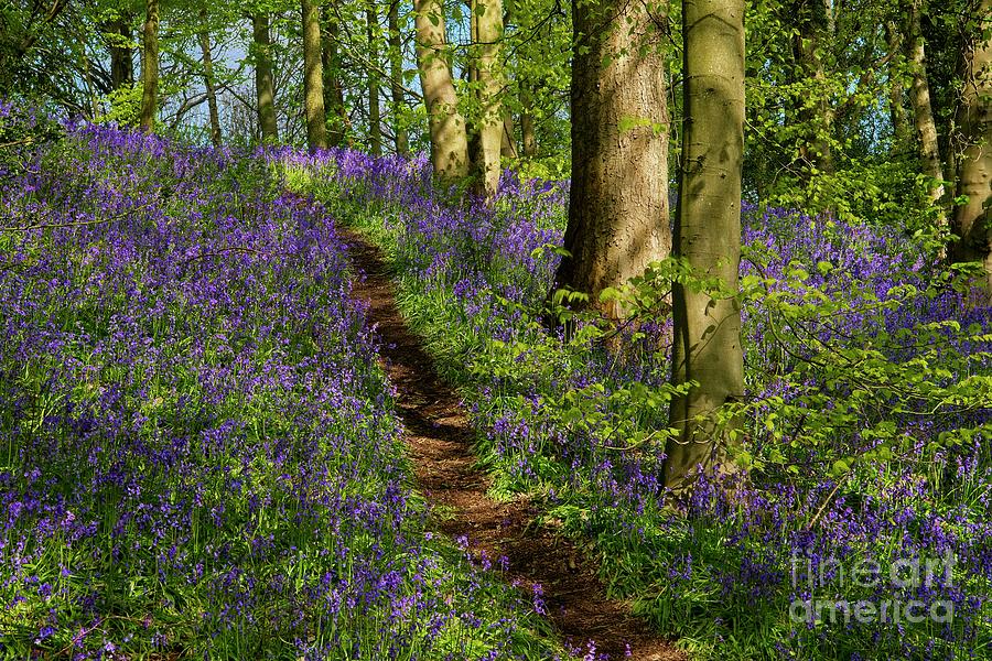English Bluebells in Spring Photograph by Martyn Arnold