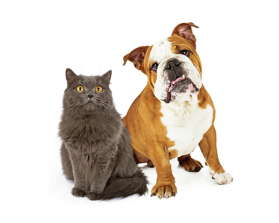 English Bulldog and Gray Cat Photograph by Good Focused