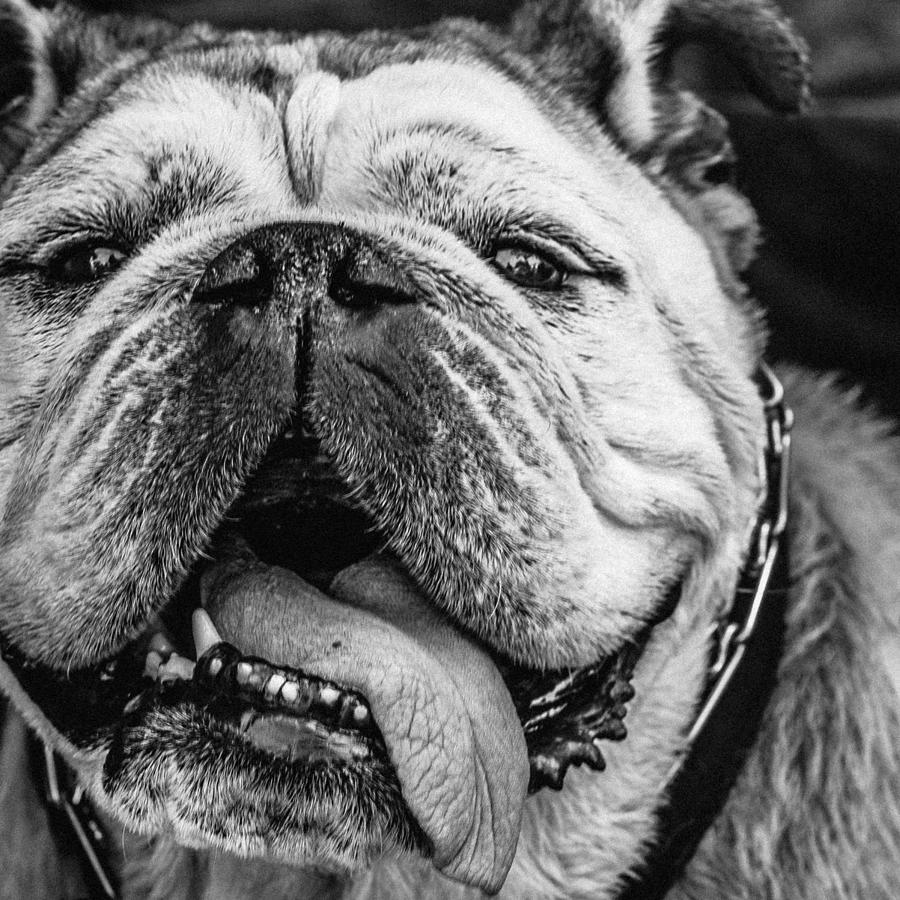 English Bulldog Photograph by Bonny Puckett