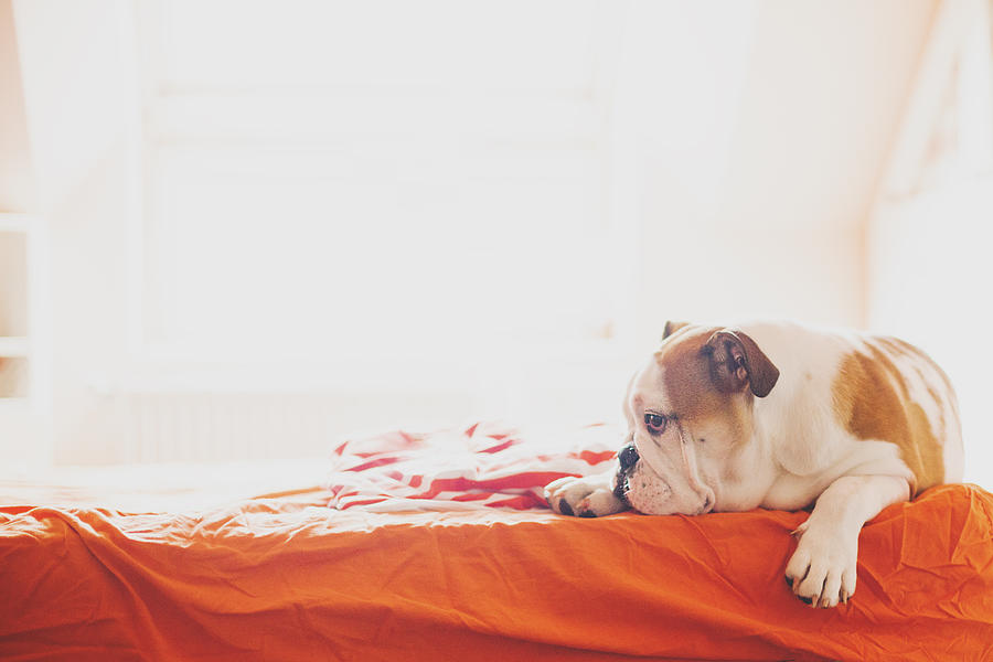 English bulldog lying in bed Photograph by Carol Yepes