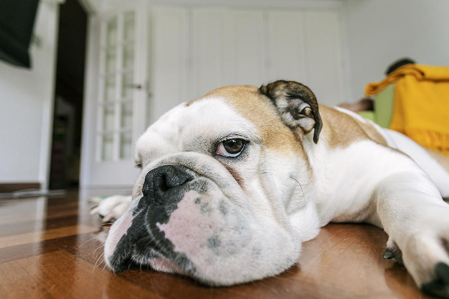 English Bulldog Lying On Floor At Home Photograph by Carol Yepes