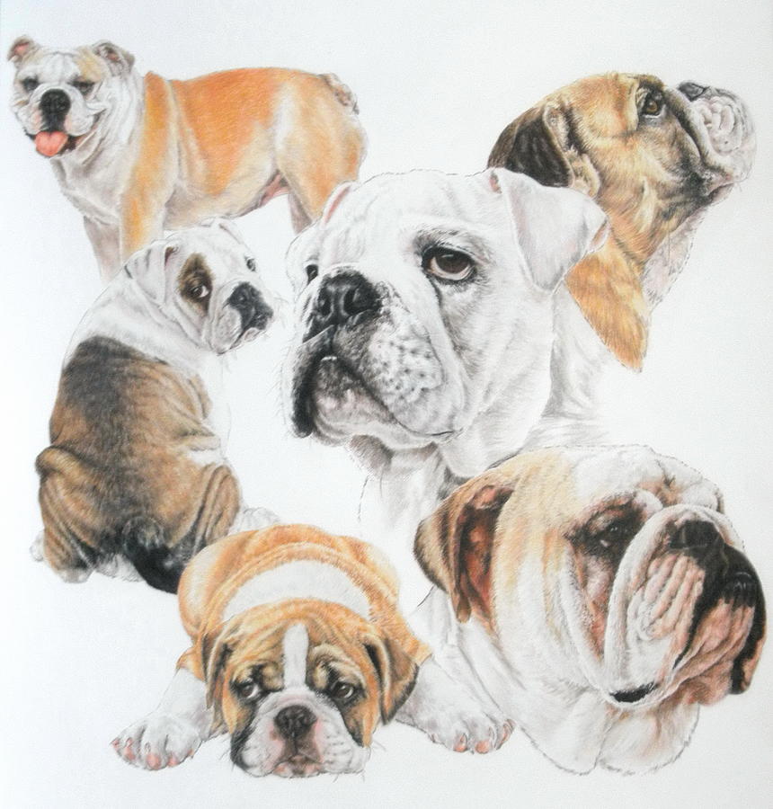 English Bulldog Montage Drawing by Barbara Keith