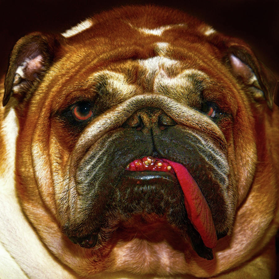 Portrait Photograph - English Bulldog Portrait by Thomas Morris