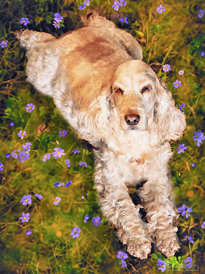 English Cocker in Flowers - AI Generated Photograph by Susan Molnar