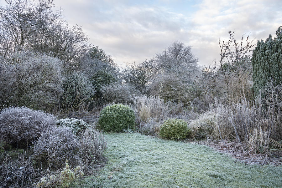 English country garden covered in frost Photograph by Photos by R A Kearton