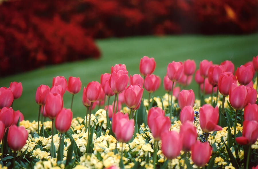 English Garden Tulips Photograph by Carolyn Ann Ryan