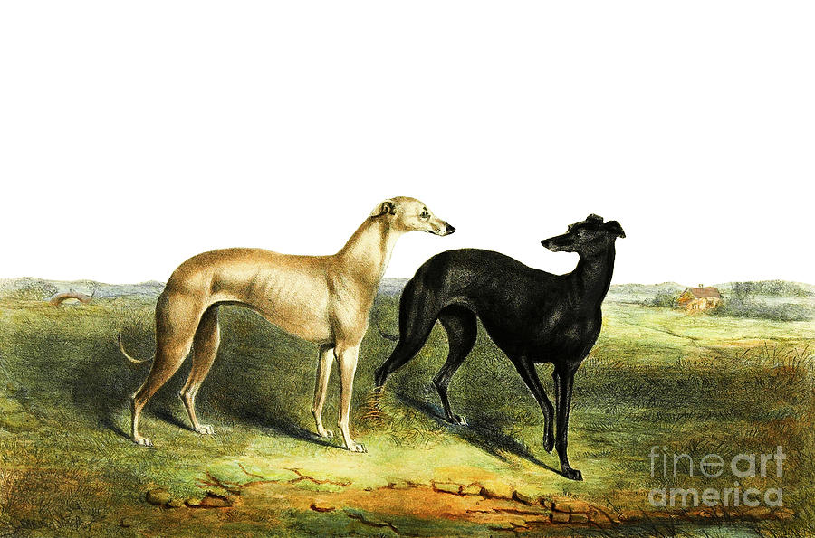 English Greyhound Dogs Waterloo Cup 1877 Digital Art by Peter Ogden