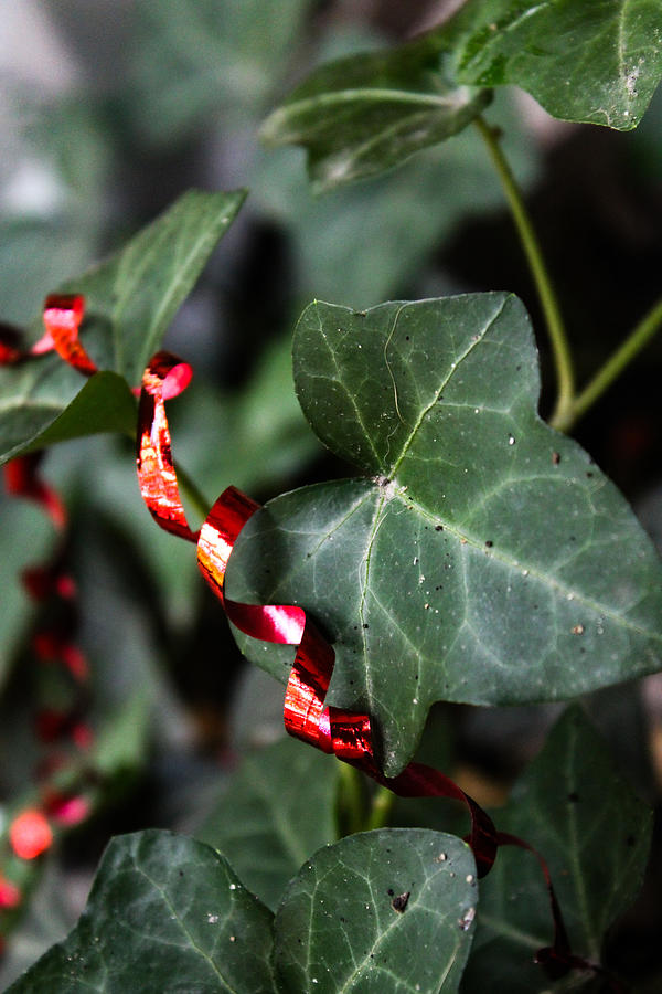 English Ivy and Red Ribbon  Photograph by W Craig Photography