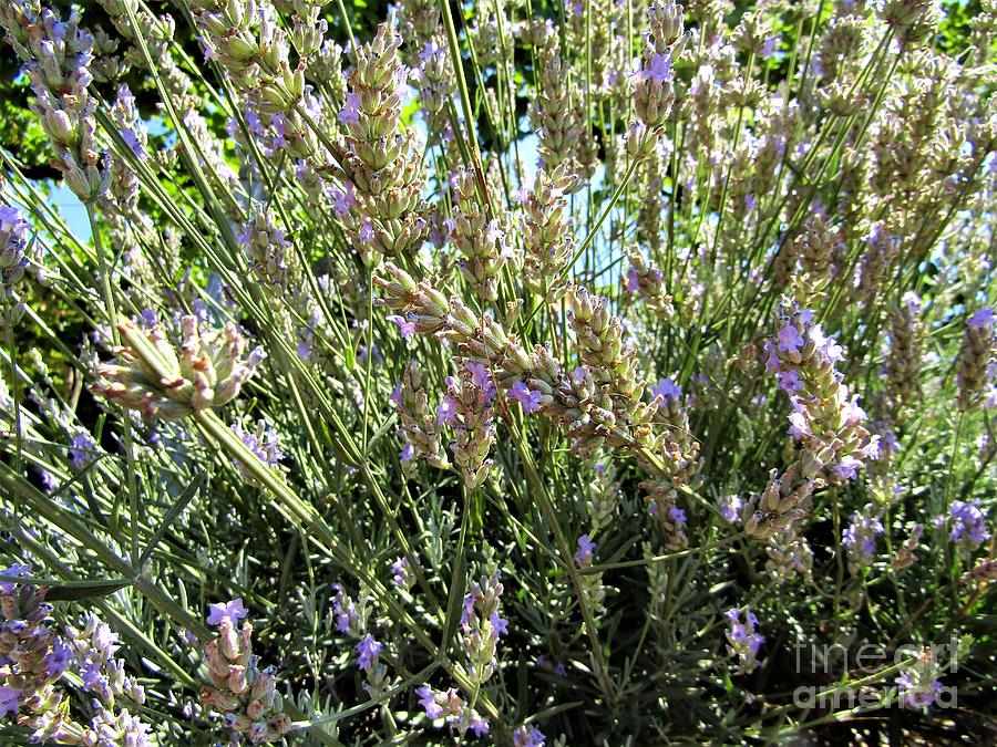 English Lavender Photograph by Ugo Matone - Fine Art America