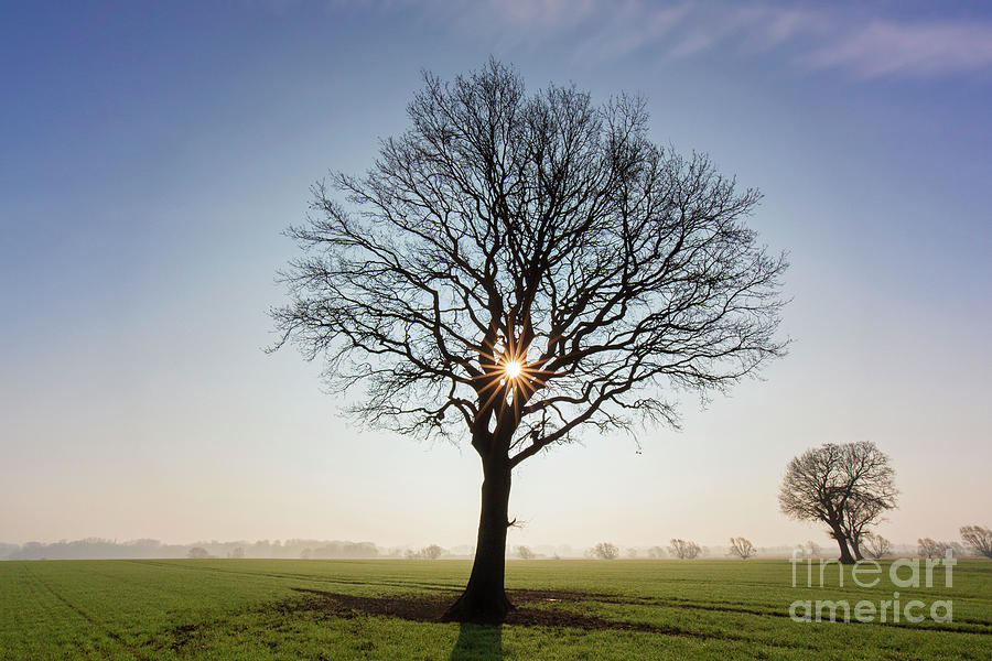 English Oak Tree at Sunrise Photograph by Arterra Picture Library