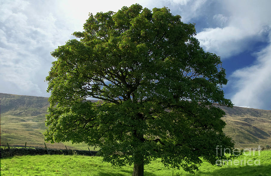 English Oak Tree-Doves Stones  Reservoir Photograph by Pics By Tony