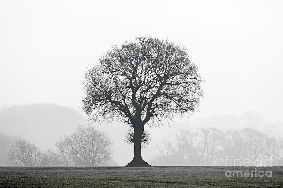 English Oak Tree in the Mist Photograph by Arterra Picture Library