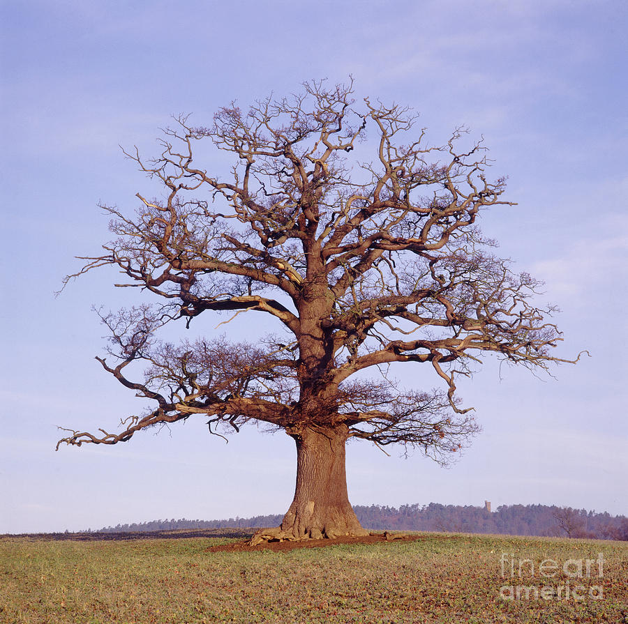 English Oak - Winter Photograph by Warren Photographic
