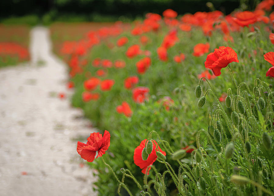 English Poppies Photograph by Emma Solomon