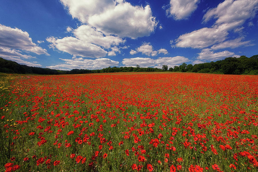 English Poppy Field Photograph by John Gilham