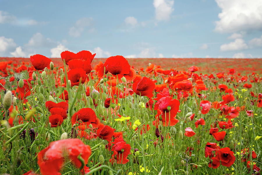 English Poppy Field on a Summers Day Photograph by Anne Haile - Fine ...