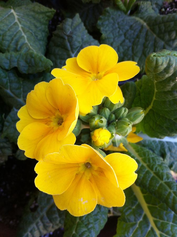 English Primroses Photograph by Beverly Read