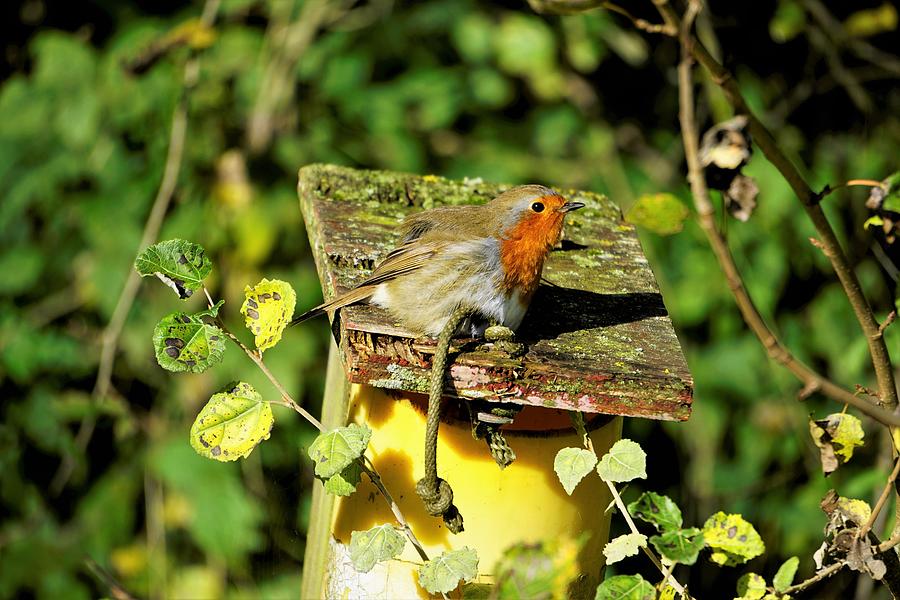 English Robin On A Birdhouse Photograph by Tranquil Light Photography