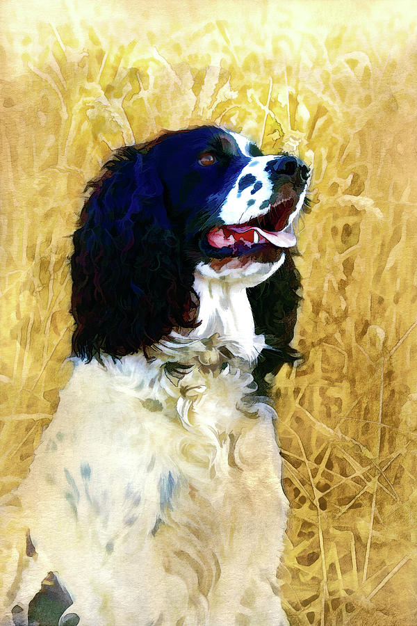 English Springer Spaniel - Black and White Dog Digital Art by Peggy Collins