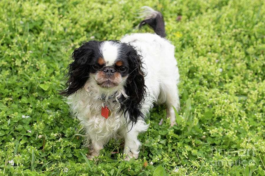 English Toy Spaniel Photograph by Jeannette Hunt