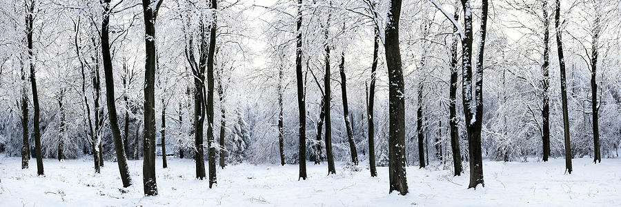 English woodland covered in snow Photograph by Sonny Ryse