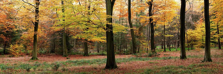 English Woodland Forest in Autumn Fall 2 Photograph by Sonny Ryse