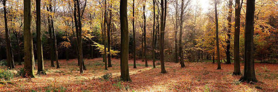 English Woodland Forest in Autumn Fall Photograph by Sonny Ryse