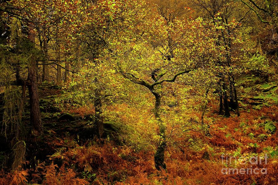 English Woodland in Fall Photograph by Martyn Arnold