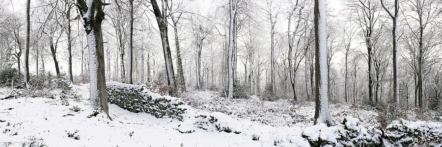 English woodland in Winter Photograph by Sonny Ryse