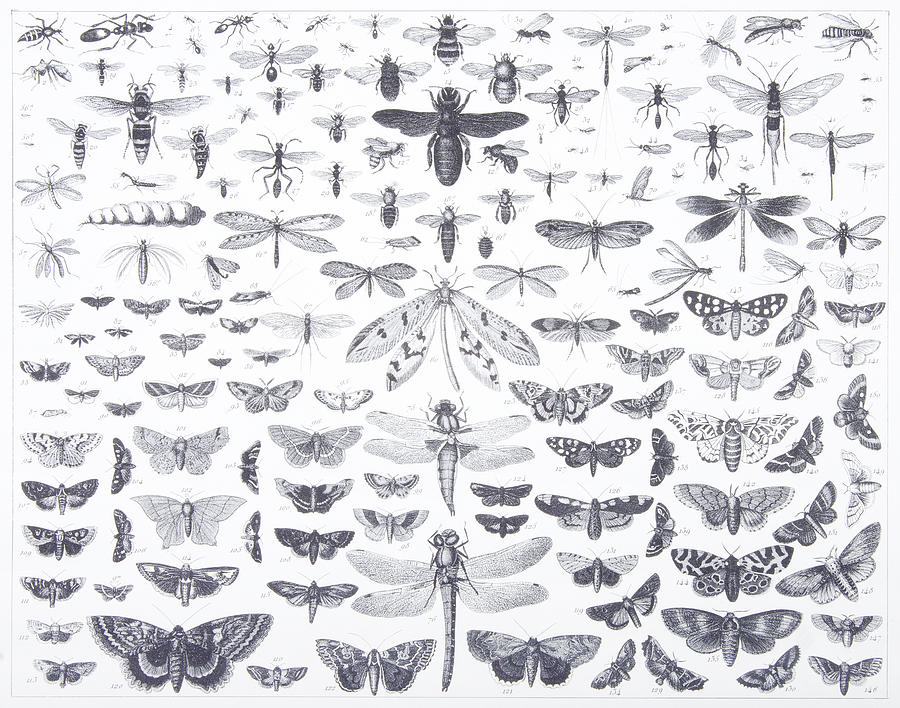 Engraving: Lepidoptera Drawing by Bauhaus1000