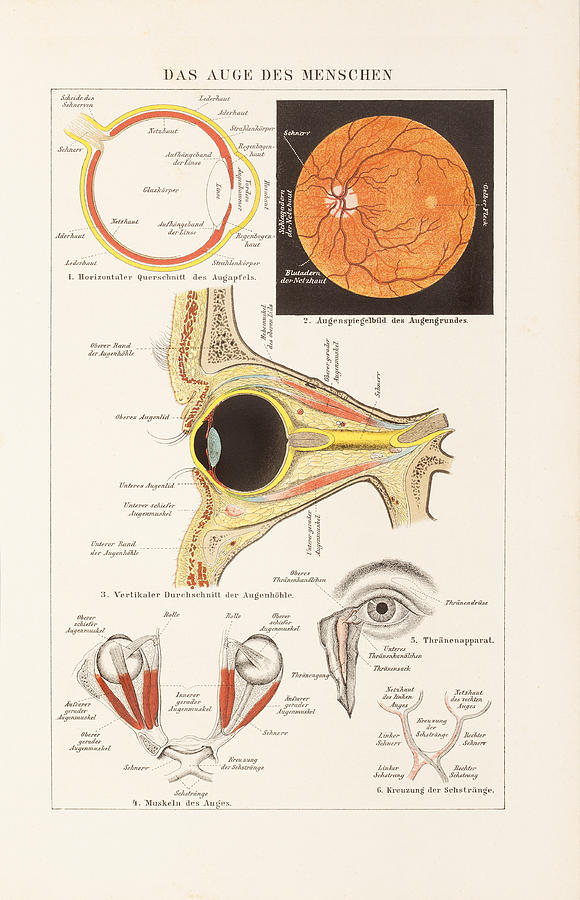 Engraving of human eye from 1882 Drawing by Grafissimo