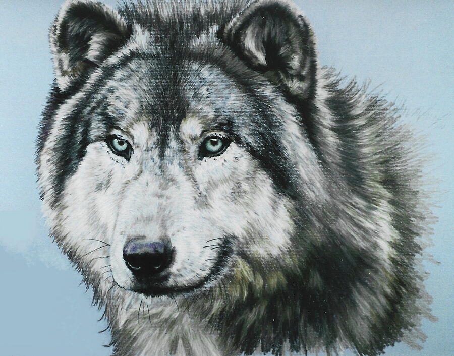 Wildlife Drawing - Engrossment by Barbara Keith