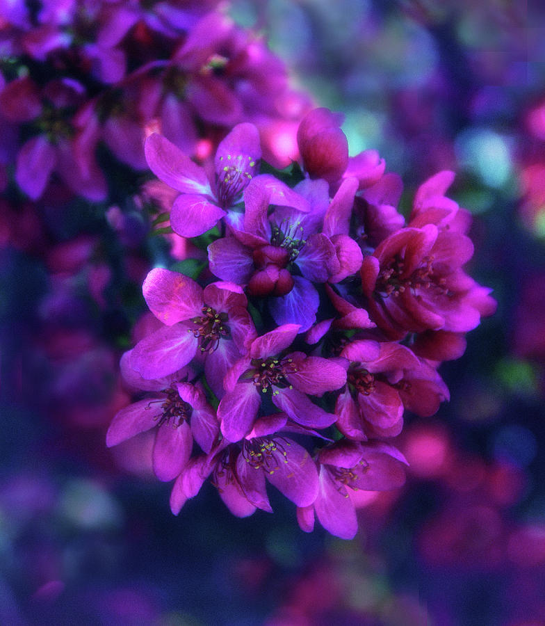 Twilight Blossom Photograph by Jessica Jenney