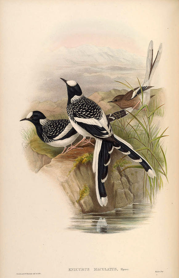 Enicurus maculatus Drawing by Henry Constantine Richter