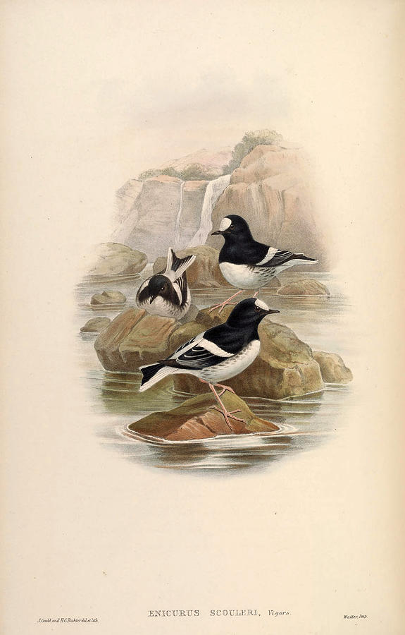 Enicurus scouleri Drawing by Henry Constantine Richter