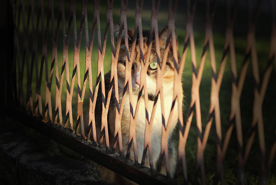 Enigmatic cat face hides behind iron fence. Magical felis catus green eye looks on me through small frame in fence. Charming look from domestic kitten Photograph by Vaclav Sonnek